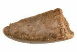 Serrated, Juvenile Carcharodontosaurus Tooth #214444-1